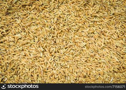 Close up pile of raw paddy rice seed grain / Rice texture background , top view
