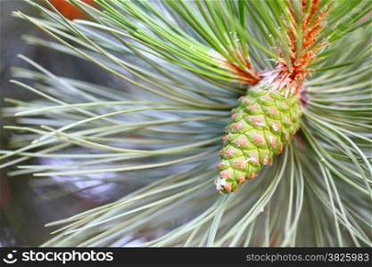 Close up pine branch with green cone