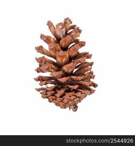 close up pine cone on isolated white, clipping path. 