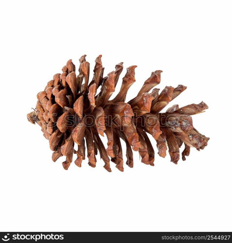 close up pine cone on isolated white, clipping path. 