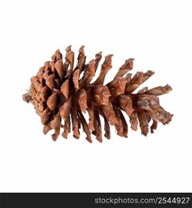 close up pine cone on isolated white, clipping path. 
