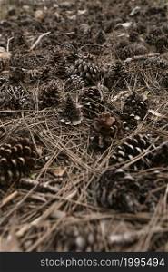 close up pine cones nature