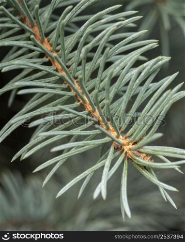 close up pine tree branch