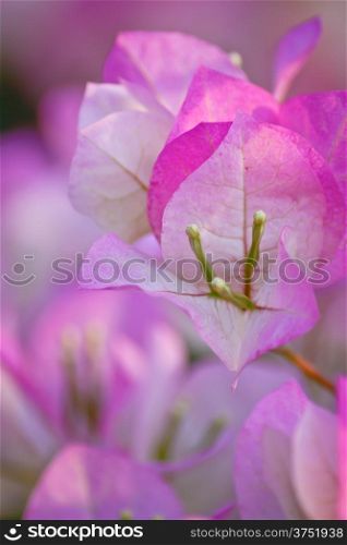close-up pink and white color bougainvillea flower