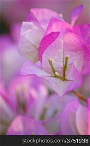 close-up pink and white color bougainvillea flower
