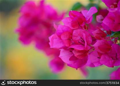 close-up Pink bougainvillea flower