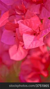 close-up Pink bougainvillea flower