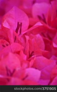 close-up Pink bougainvillea flower background