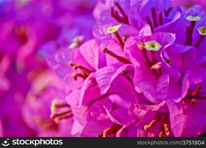 close-up Pink bougainvillea flower in summer day