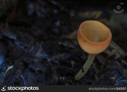 Close up Pink burn cup in nature or Fungi Cup Mushroom (Cookeina sulcipes)