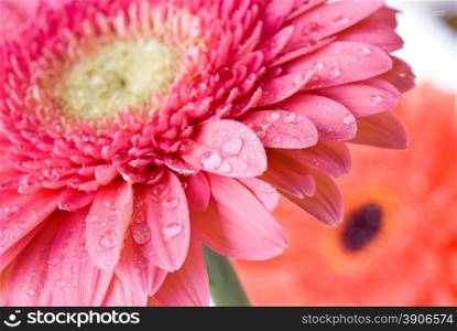 Close up pink daisy-gerbera with water drops