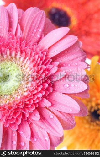Close up pink daisy-gerbera with water drops
