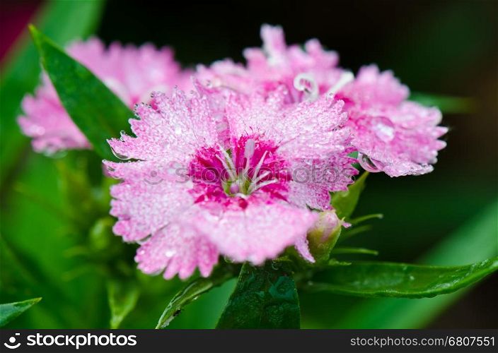 Close up pink Dianthus or Sweet William flowers filled with dew drops
