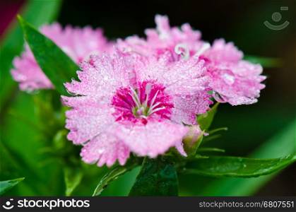 Close up pink Dianthus or Sweet William flowers filled with dew drops