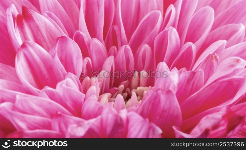 close up pink flower details