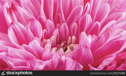 close up pink flower details