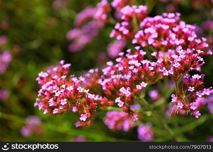 Close up pink flowers in the garden. Spring or summer background