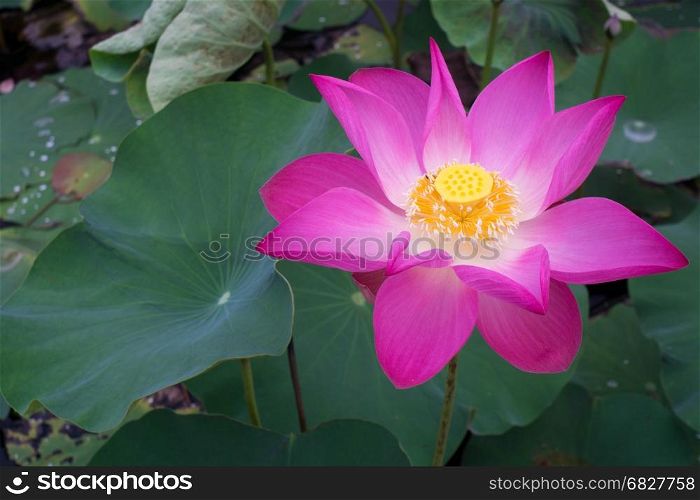 Close-up Pink lotus flower.