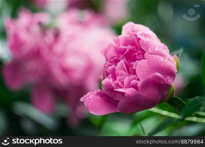 Close up pink peony flower with water droplets concept photo. Blooming season. Side view photography with blurred background. High quality picture for wallpaper, travel blog, magazine, article. Close up pink peony flower with water droplets concept photo
