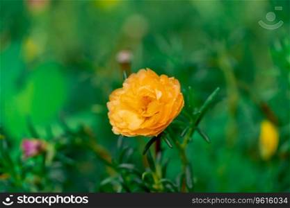 Close up pink Portulaca oleracea  flower on blur nature background with selectived focus wiht bokeh Backgorund