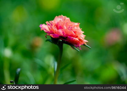 Close up pink Portulaca oleracea  flower on blur nature background with selectived focus wiht bokeh Backgorund