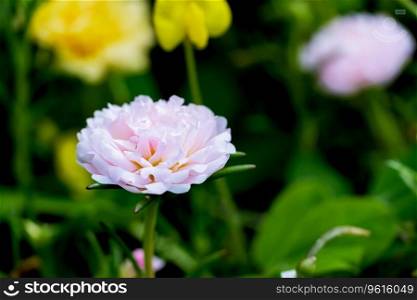 Close up pink Portulaca oleracea  flower on blur nature background with selectived focus wiht bokeh Backgorund