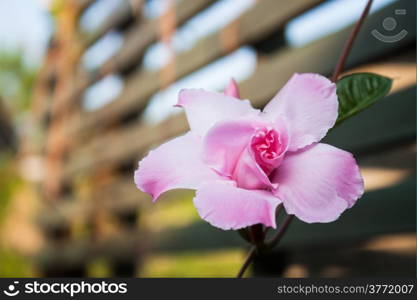 Close up pink rose dipladenia in home garden