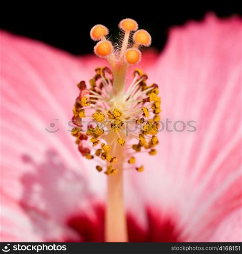 Close-up pistil of Hibiscus flower.
