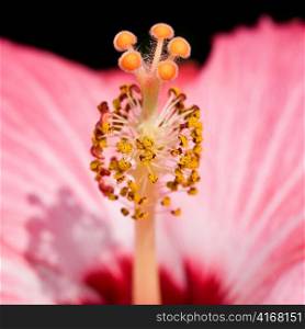 Close-up pistil of Hibiscus flower.
