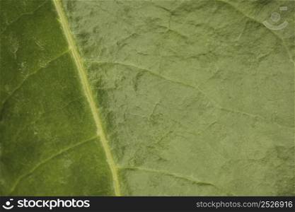 close up plant leaf