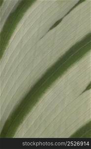 close up plant leaf texture