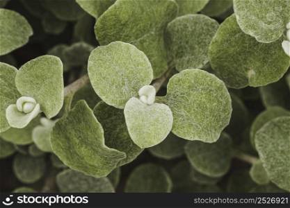 close up plant leaves