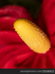 close up plant pestle with petal
