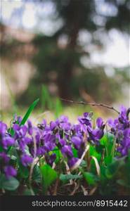 Close up planting spring purple flowers in garden concept photo. Summertime. Front view photography with blurred background. High quality picture for wallpaper, travel blog, magazine, article. Close up planting spring purple flowers in garden concept photo