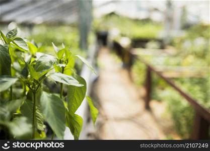 close up plants greenhouse