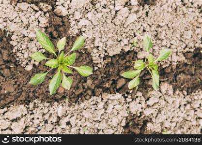 close up plants wet soil