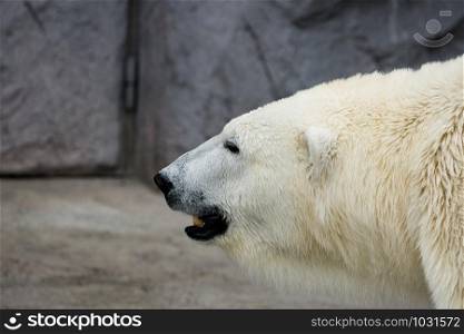 Close up Polar bear (Ursus maritimus).