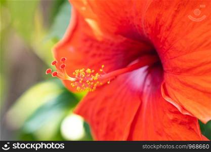 close up pollen of red Chinese Hibiscus, China rose, Hawaiian hibiscus, rose mallow and shoeblackplant
