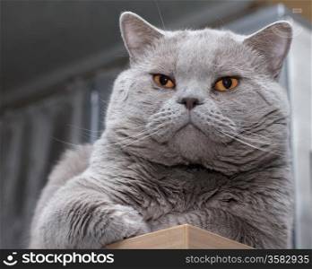 close-up portrait British Shorthair blue cat lies on a shelf