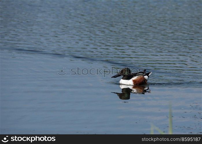 Close up portrait image of Shovellor duck Spatula Clypeata on lake water