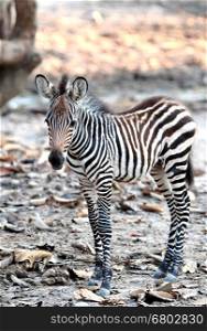 Close-up portrait of a baby Zebra