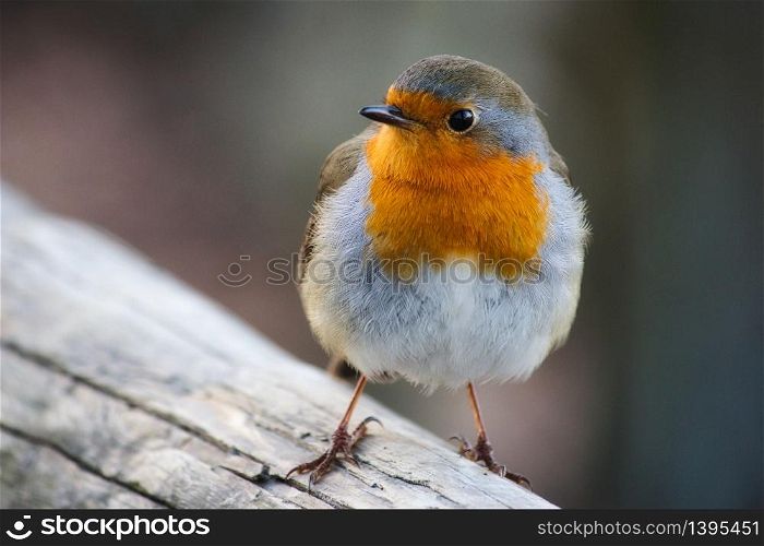 Close-up portrait of a beautiful robin with red breast perched on a branch