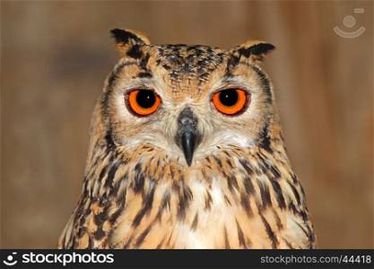 Close-up portrait of a Bengal eagle owl (Bubo bubo bengalensis)&#xD;