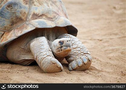 Close-up portrait of a big Seychelles turtle on sand