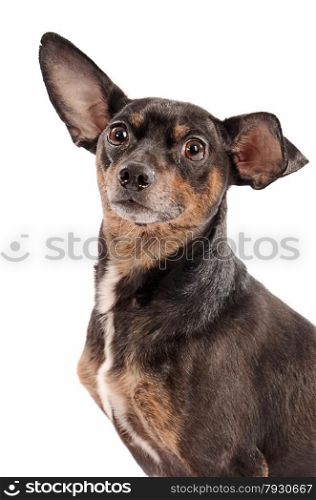 Close-up portrait of a chihuahua dog on a white background