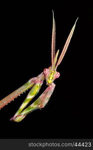 Close-up portrait of a cone-headed mantid on black, South Africa&#xD;