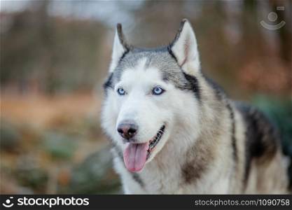 Close up portrait of a cute, funny and happy Siberian husky dog with open eyes sitting in a winter fairy forest.. Close up portrait of a cute, funny and happy Siberian husky dog with open eyes sitting .