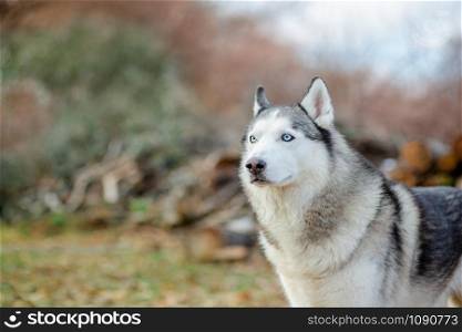 Close up portrait of a cute, funny and happy Siberian husky dog with open eyes sitting in a winter fairy forest.. Close up portrait of a cute, funny and happy Siberian husky dog with open eyes sitting .