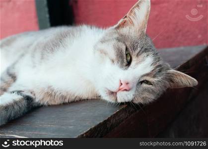 close up portrait of a cute grey street cat lying on the wooden table against red wall, green eyes, big ears. Street animals, poor countries