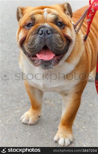 close-up portrait of a dog English Bulldog breed, shallow depth of field